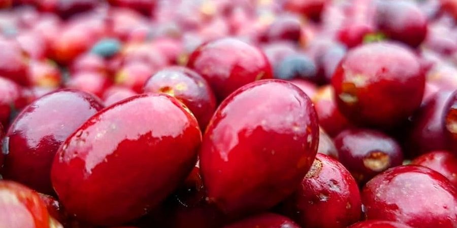 kawa-zebrana Jak obróbka kawy zmienia jej smak?