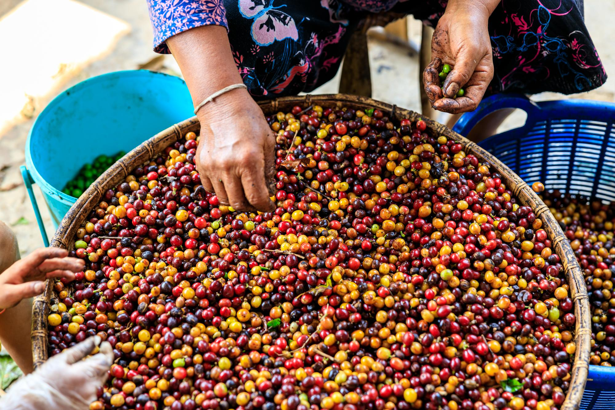 kawa arabica przed obróbką