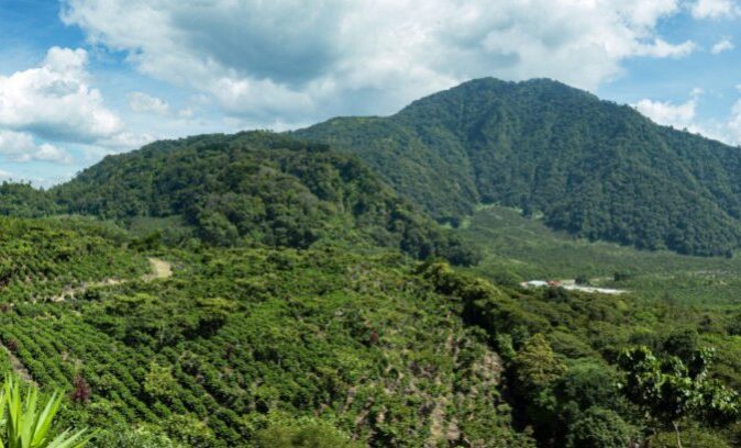 Guatemala Finca Pampojila