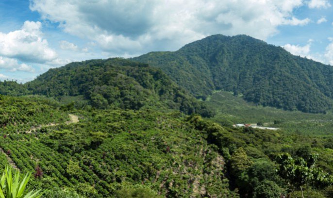 Guatemala Finca Pampojila