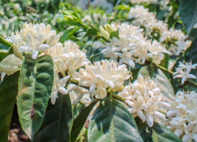 Guatemala Finca Pampojila