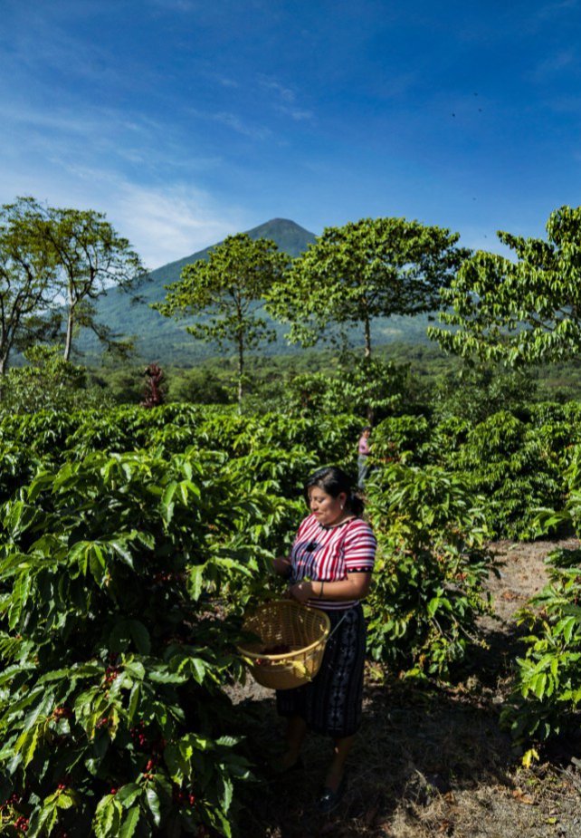 Guatemala Finca Pampojila