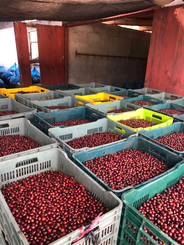 Guatemala Finca Pampojila