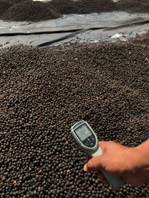 Guatemala Finca Pampojila
